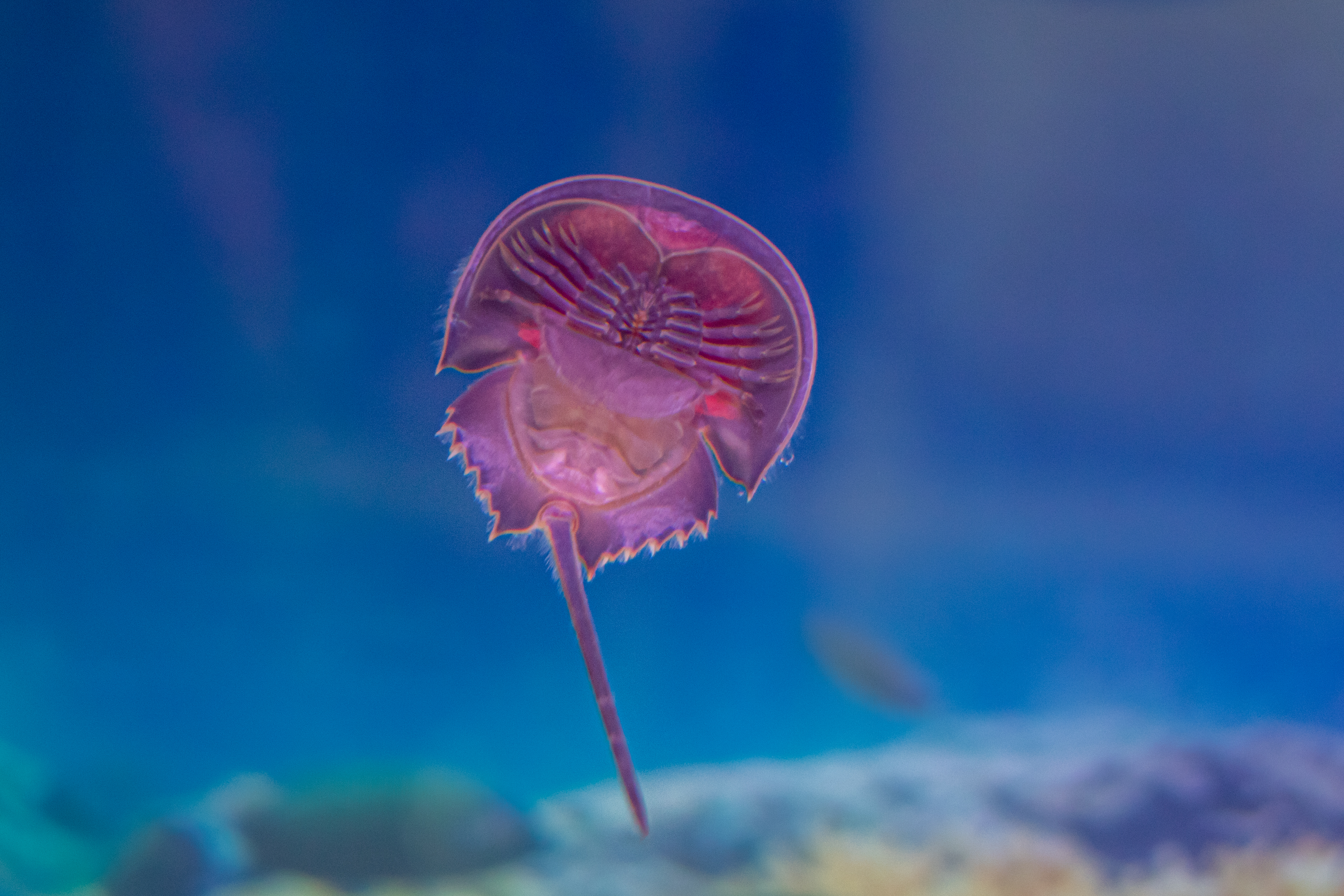 A major step towards animal-free testing for the test for bacterial endotoxins